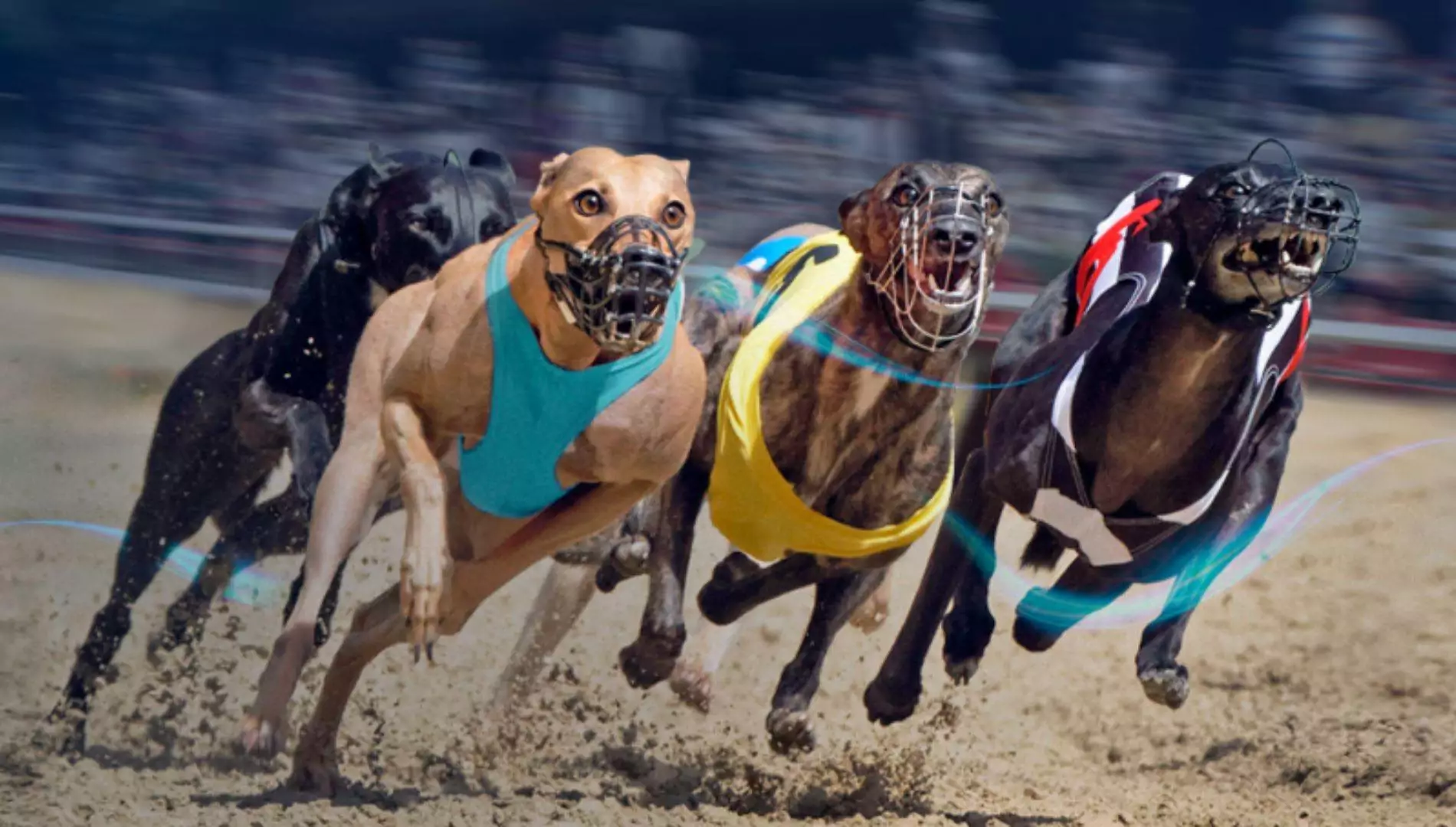 Mejores Casas para Apostar en una Carrera de Galgos Virtual en Perú | Guía